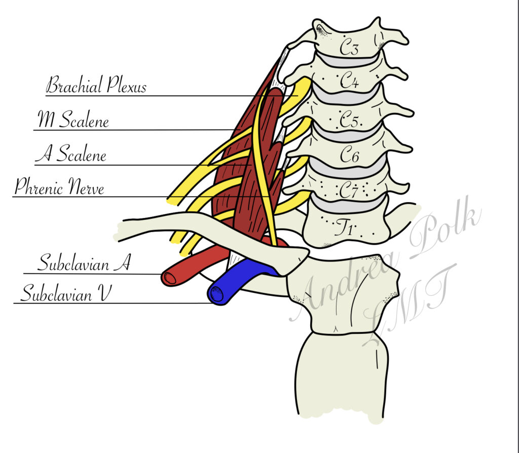 Muscle Anatomy, Clearwater Massage Near Me, Massage Clearwater near me, Massage Belleair, Deep tissue Massage Clearwater, Massage Clearwater Beach, Massage Safety Harbor, Massage Dunedin, Massage Largo, Massage Belleair Beach, Sports Massage Clearwater, Therapeutic Massage Clearwater, Trigger Point Therapy Clearwater, Neurosomatic Therapy Clearwater, Neuromuscular Therapy Clearwater, Medical Massage Clearwater, Physical Therapy Clearwater, Corrective Exercise Clearwater, Physical Therapy Clearwater Fl, Massage Clearwater FL, Massage Clearwater Florida, Massage Clearwater Beach Florida, Massage Clearwater Beach Fl, Massage Envy Clearwater, Sports Massage Safety Harbor, Sports Massage Belleair Bluffs, Sports Massage Belleair Beach, Sports Massage Largo, Sports Massage Dunedin 